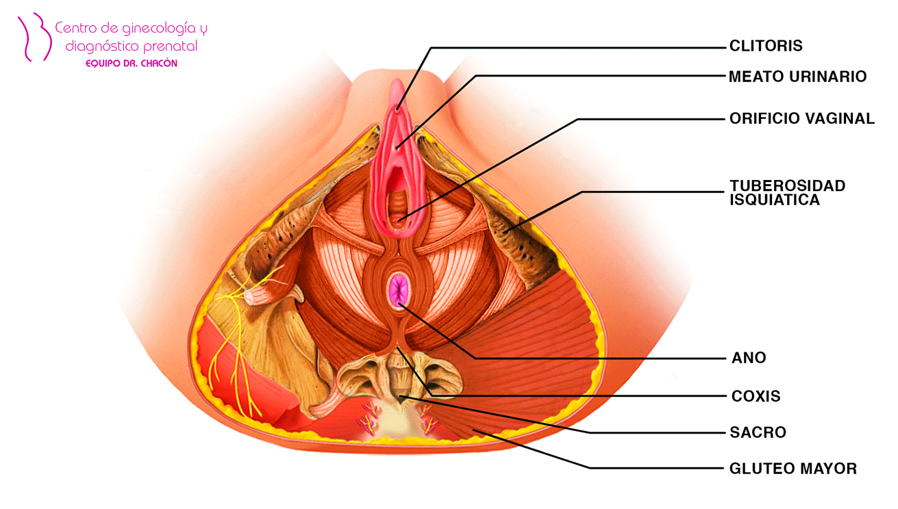 infografia o infograma de los musculos del suelo pelvico